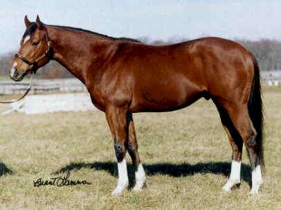 The Deep - Registered Irish Thoroughbred Stallion